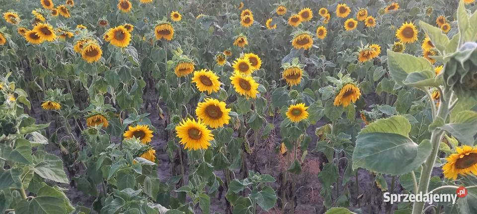 Słoneczniki ozdobne Lubelskie