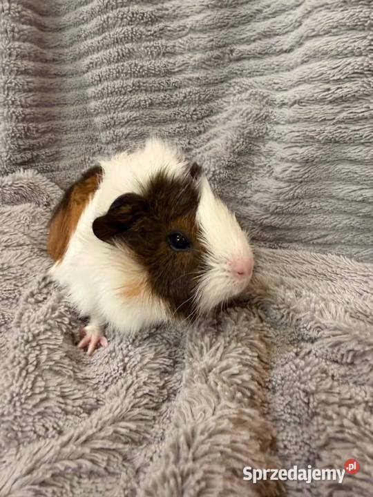 świnka morska cavia domowa SAMICA małopolskie sprzedam