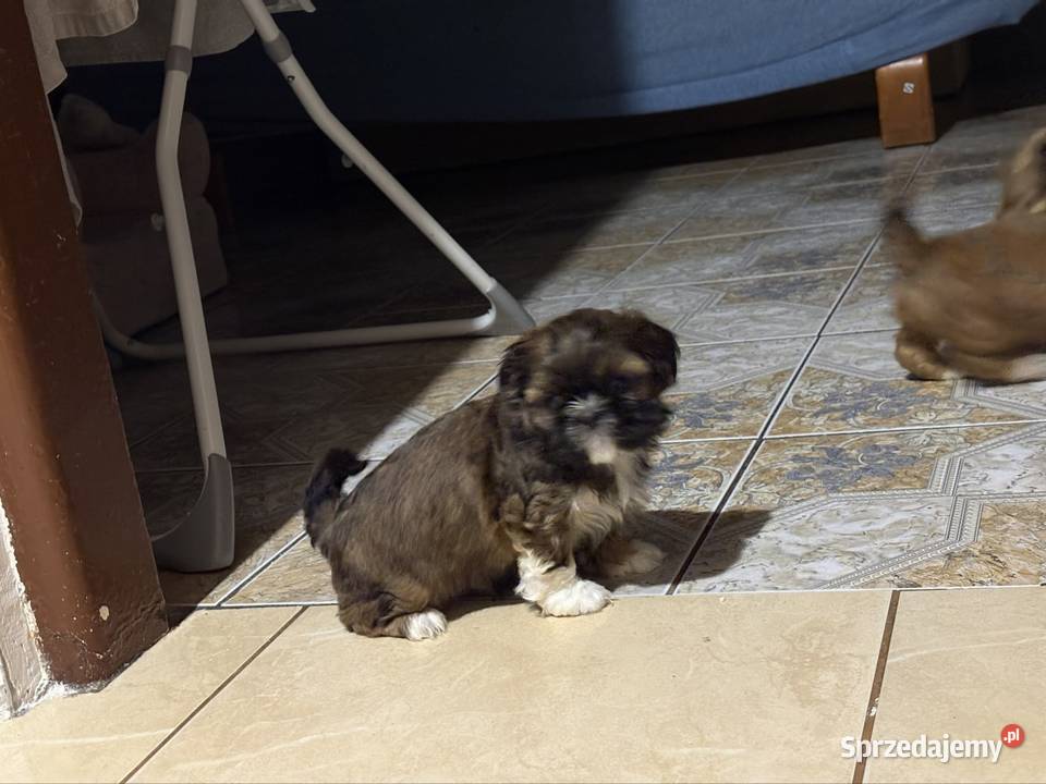 Suczka shih tzu mazowieckie Ciechanów
