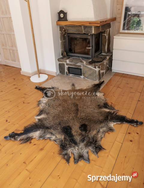 Dzik dekoracyjny skóra z dzika na podłogę skóra małopolskie Szaflary