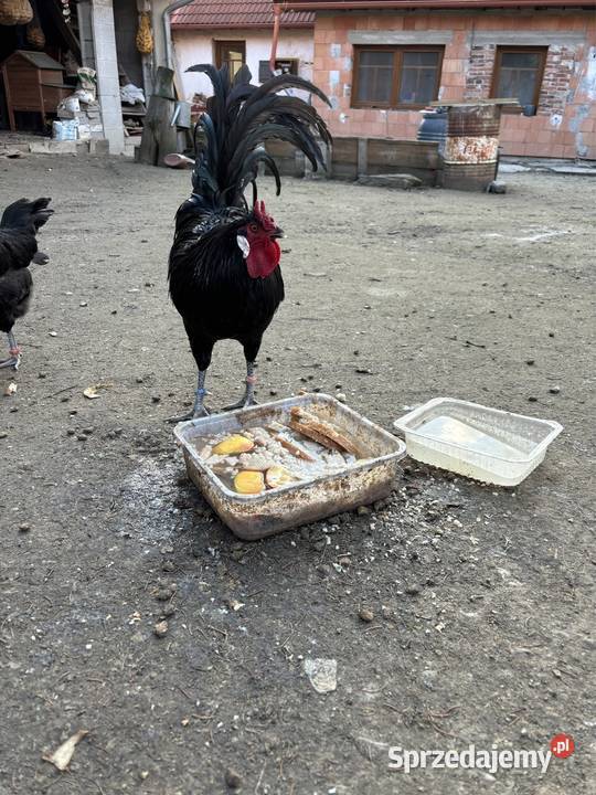 Oferuję jajka wylęgowe La Fleche La Flche diabeł Ptaki Kłodzko