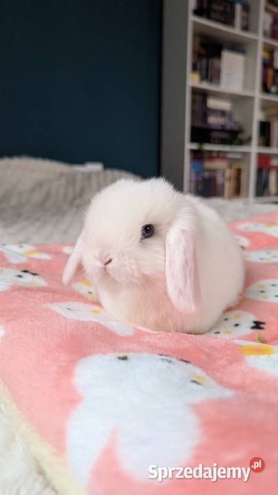 Mini lop krolik miniaturka mały karzełek baranek małopolskie Biadoliny Radłowskie