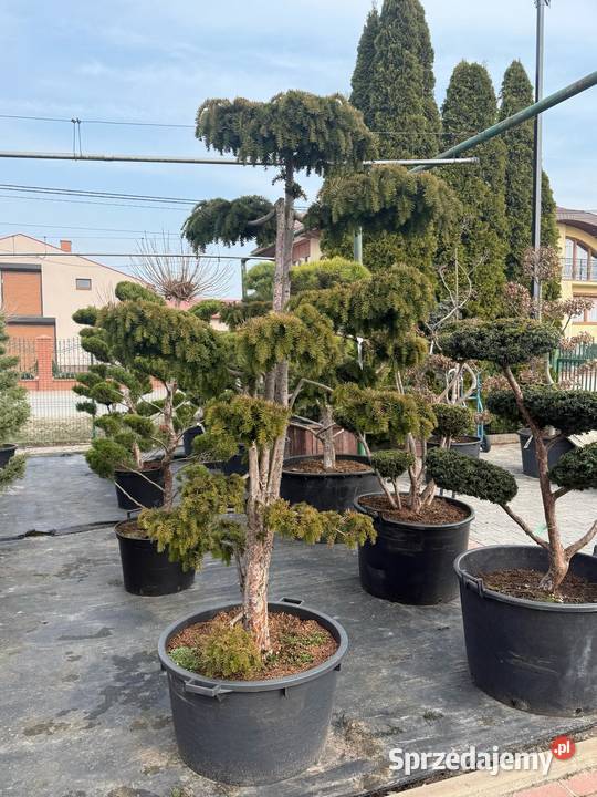 Thuja Brabant 140160 PRODUCENT Rydzyny