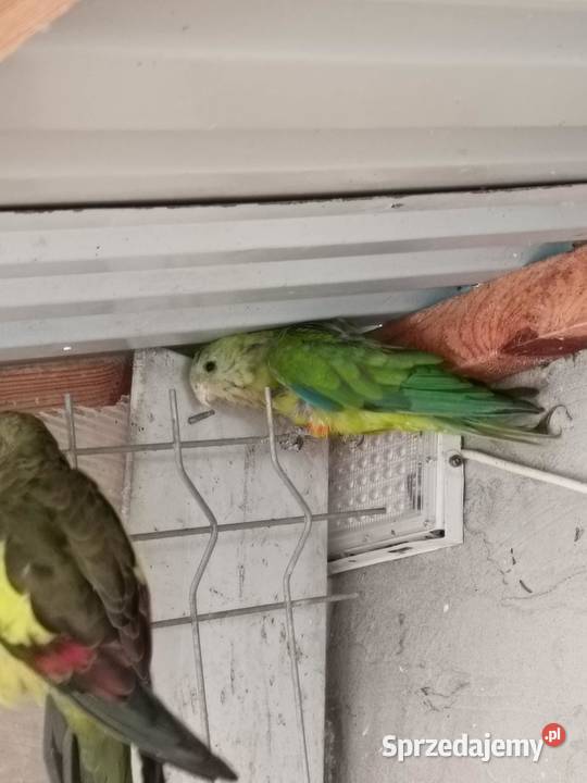 Sprzedam papugi różne Pińczów