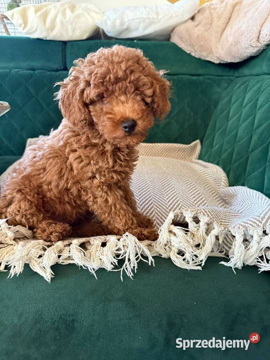 Pudel miniaturowy piesek