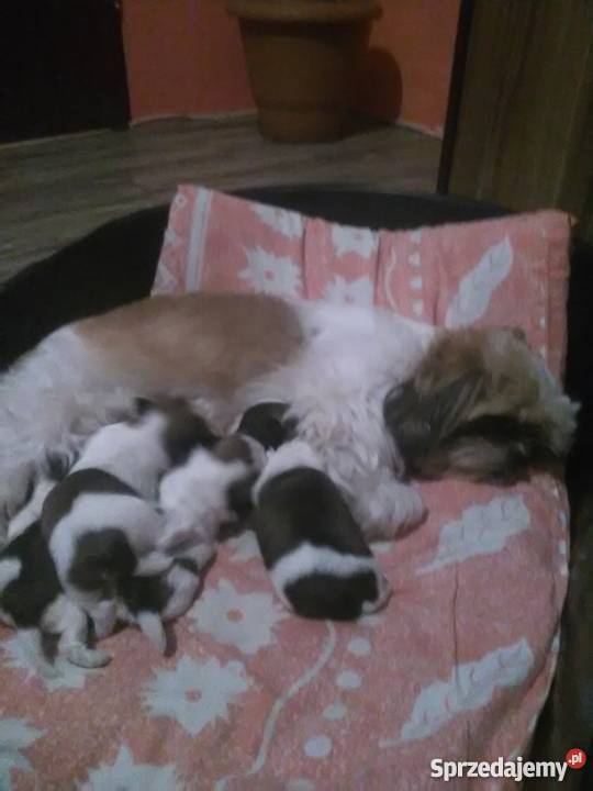 Śliczne shih tzu Psy