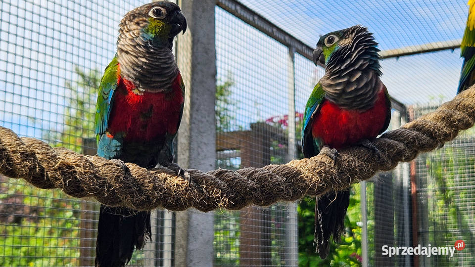 Rudosterki czerwonobrzuche Skarszewy