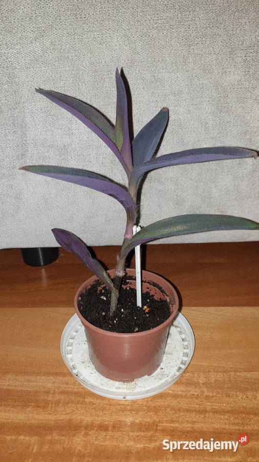 Trzykrotka setkrezja purpurowa wys26 roślina