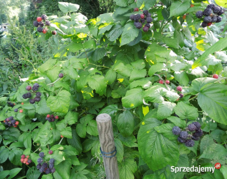 MALINA CZARNA Black Jewel sadzonki w doniczkach Ustronie