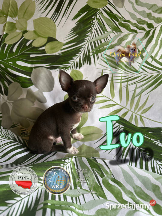Chihuahua z rodowodem lilac czekoladowe