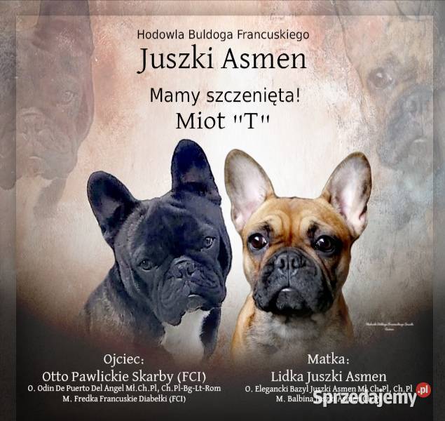 Szczenięta Buldoga Francuskiego kujawsko-pomorskie Warlubie
