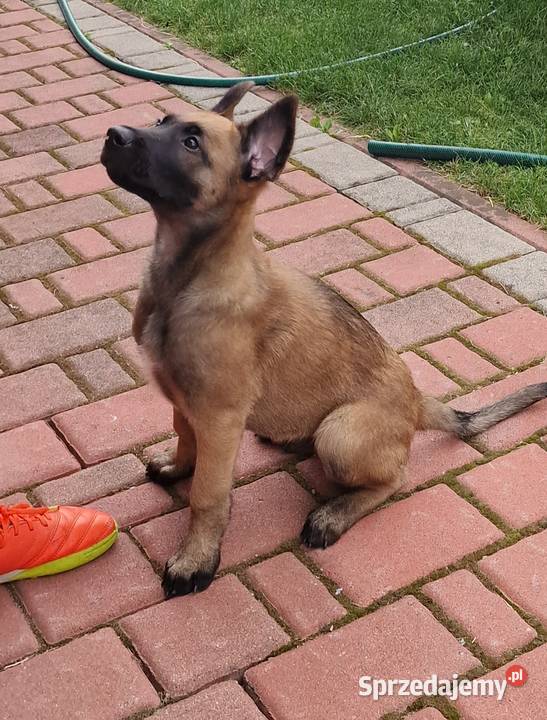 Owczarek belgijski Malinois FCI małopolskie Nowy Sącz
