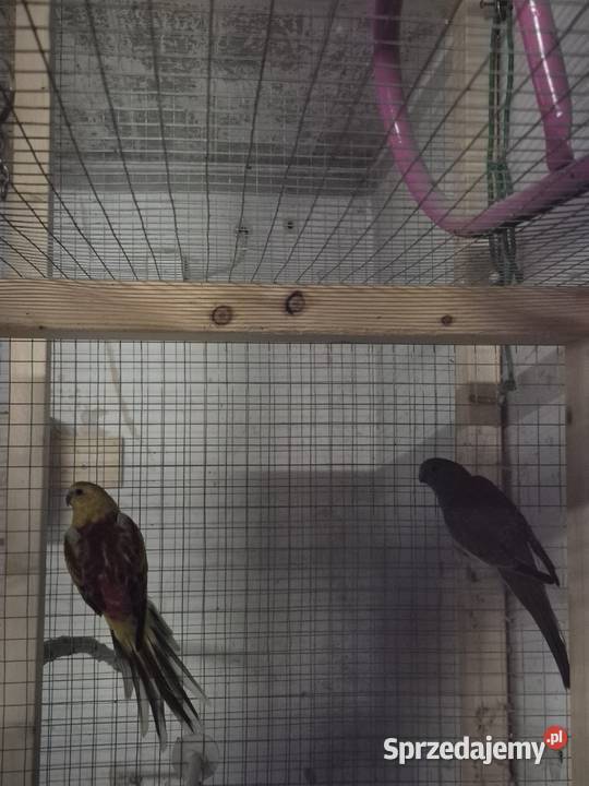 Sprzedam papugi całość Ptaki Gogołowa
