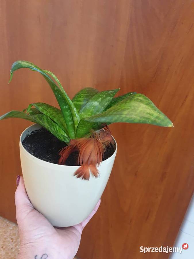 Roślina doniczkowa sansewieria Radom