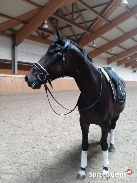 ładna hanowerska 6 letnia klacz Ptakowice
