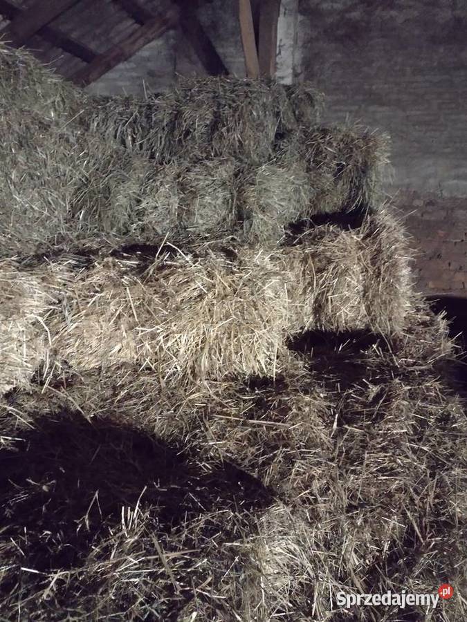 Siano w kostkach Trawy, słoma sprzedam