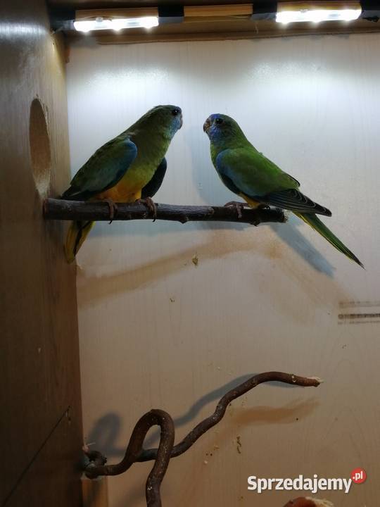 Łąkówki wspaniałe samiczki Ptaki Turek sprzedam