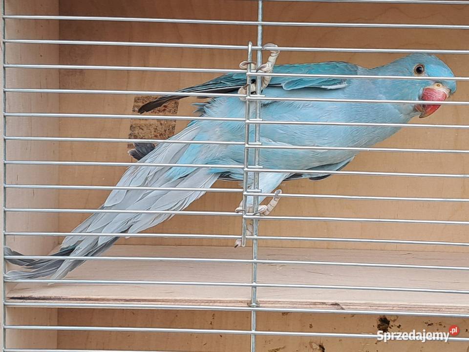 Papugi papużki faliste TCB łódzkie Łask