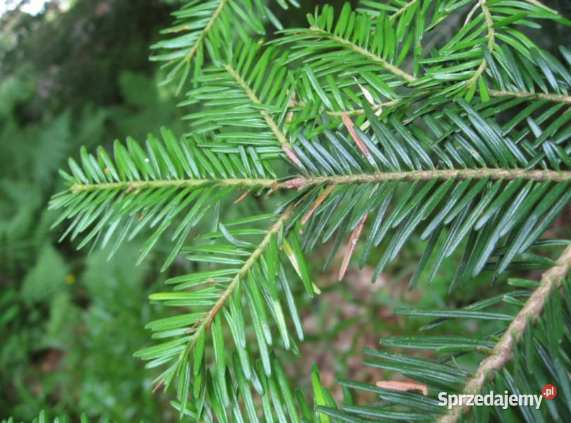 JODŁA POSPOLITA Abies alba NASIONA 200 sztuk 10g Lubanie