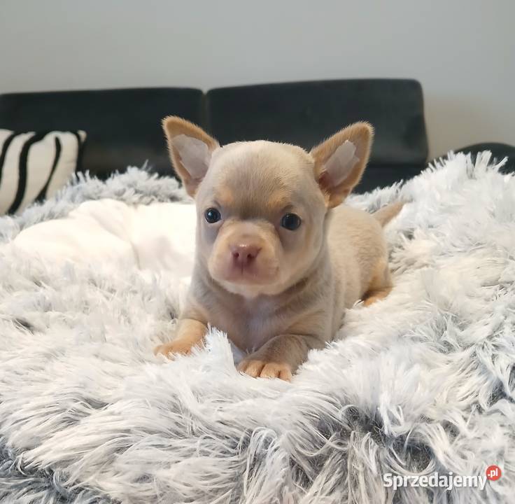 Piękny piesek chihuahua mazowieckie Płock