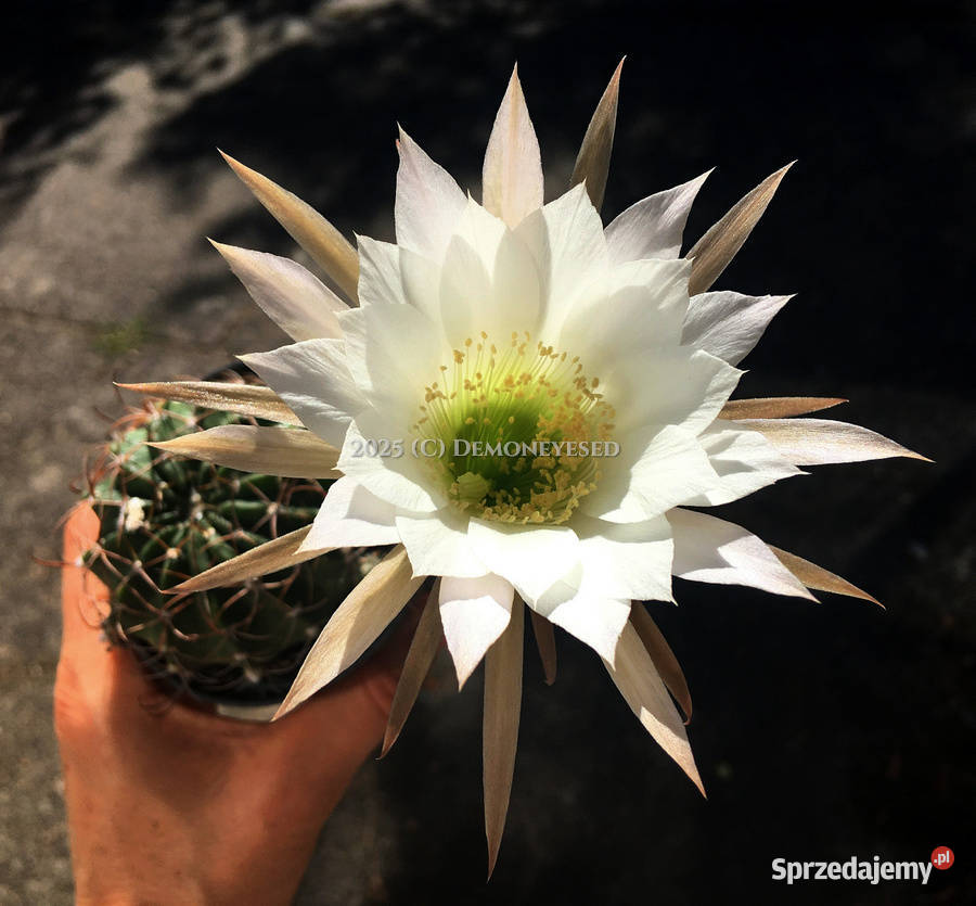 Kaktus Echinopsis Lobivia białe kwiaty Kaktusy i sukulenty