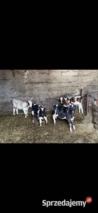 Cielaki 4 sztuki Wąsosz