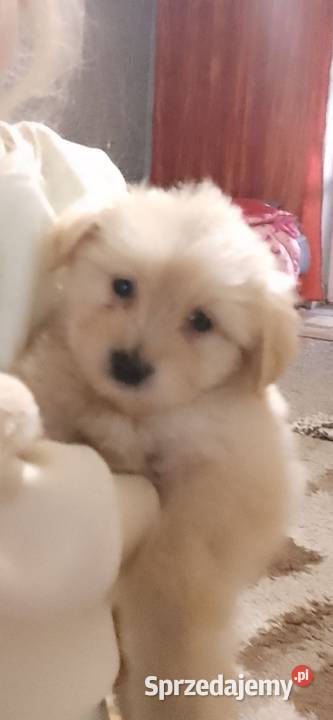 Oddam 2 male pieski Przysucha