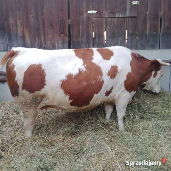 Sprzedam 2 eko krowy SM i Yersey w ręce mazowieckie