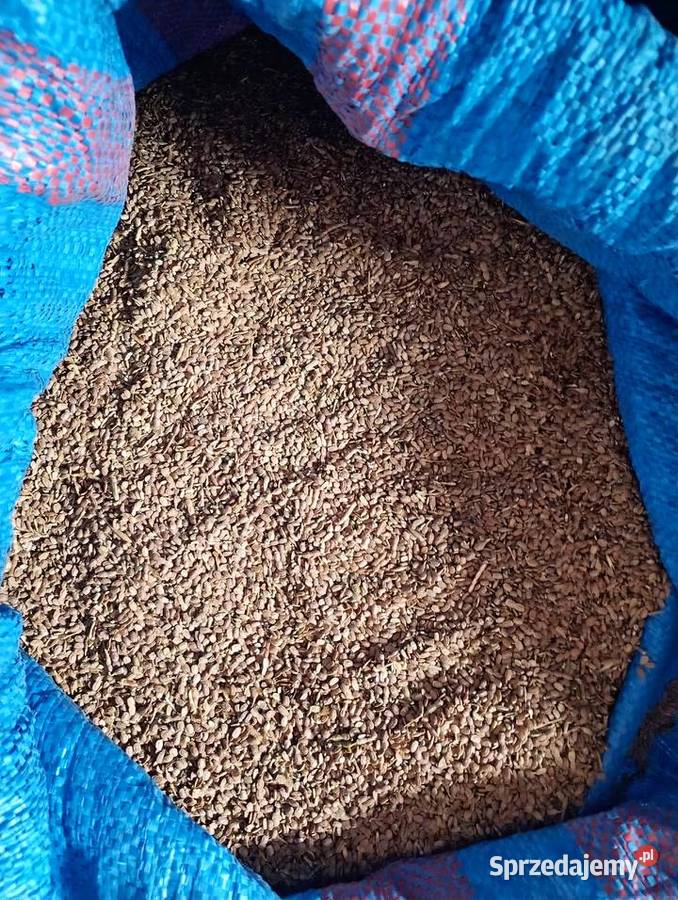 Seradela na siew poplon lubelskie Biała Podlaska