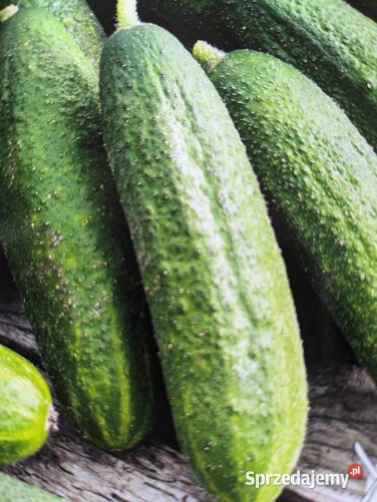 Ogórek wężowy Chiński nasiona kolekcja pokarm Kraków