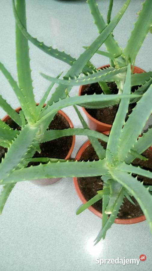 Zyworodkaaloes Warszawa