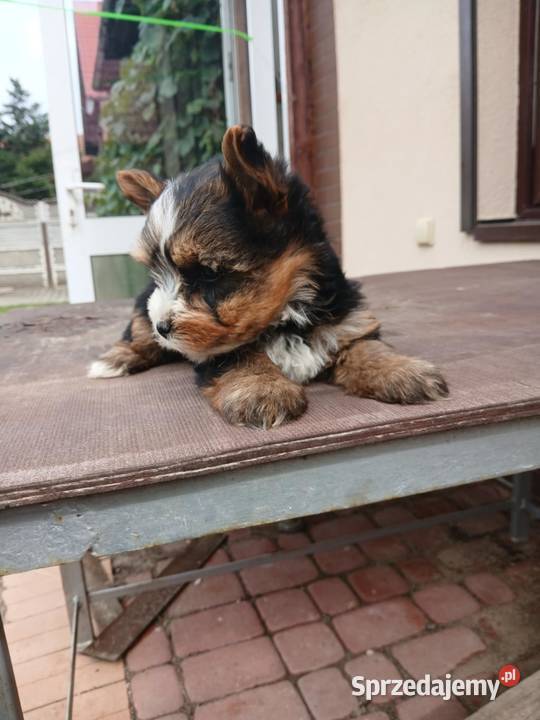 piesek york biewer Sądzia