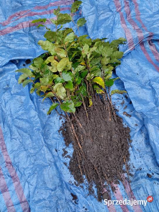 Buk sadzonki buka 2540 Buk sadzonki Wejherowo