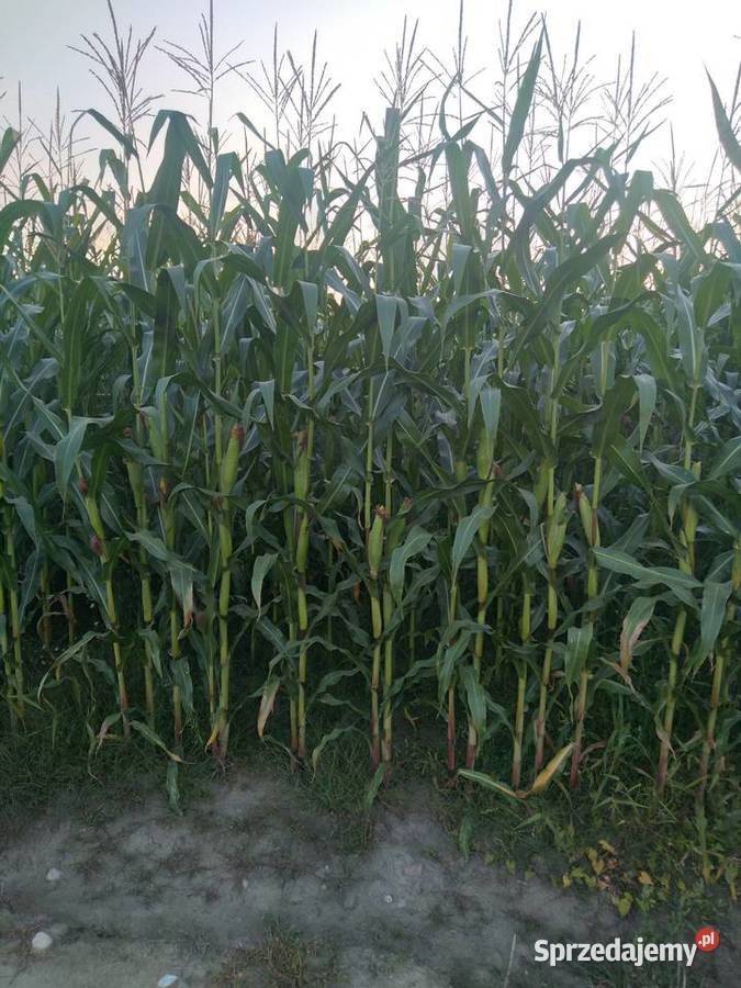 Kukurydza Wyszonki-Błonie