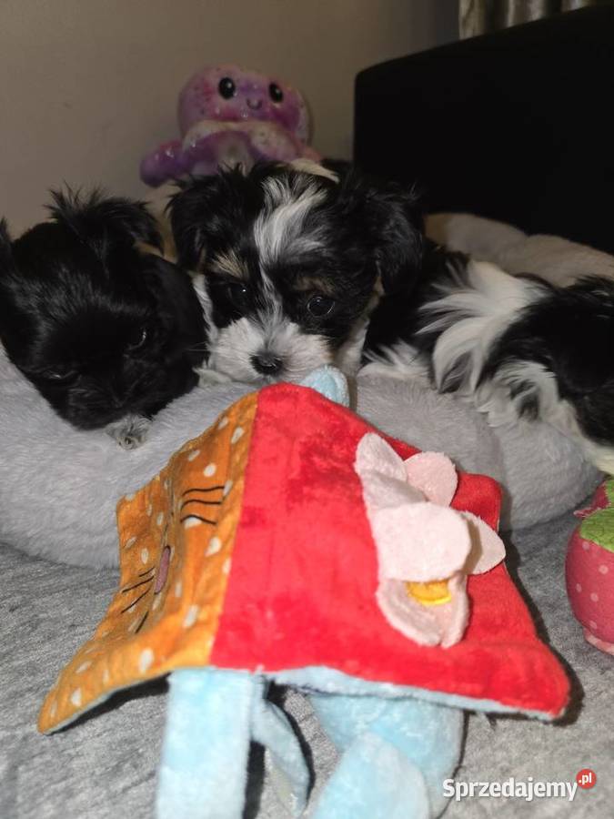 Sliczne pieski i suczki Hybryda YorkMaltańczyk podkarpackie sprzedam