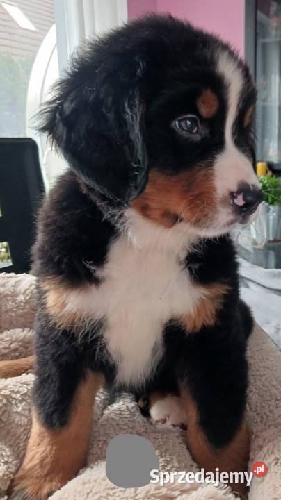 berneński pies pasterski berneńczyk Lublin sprzedam
