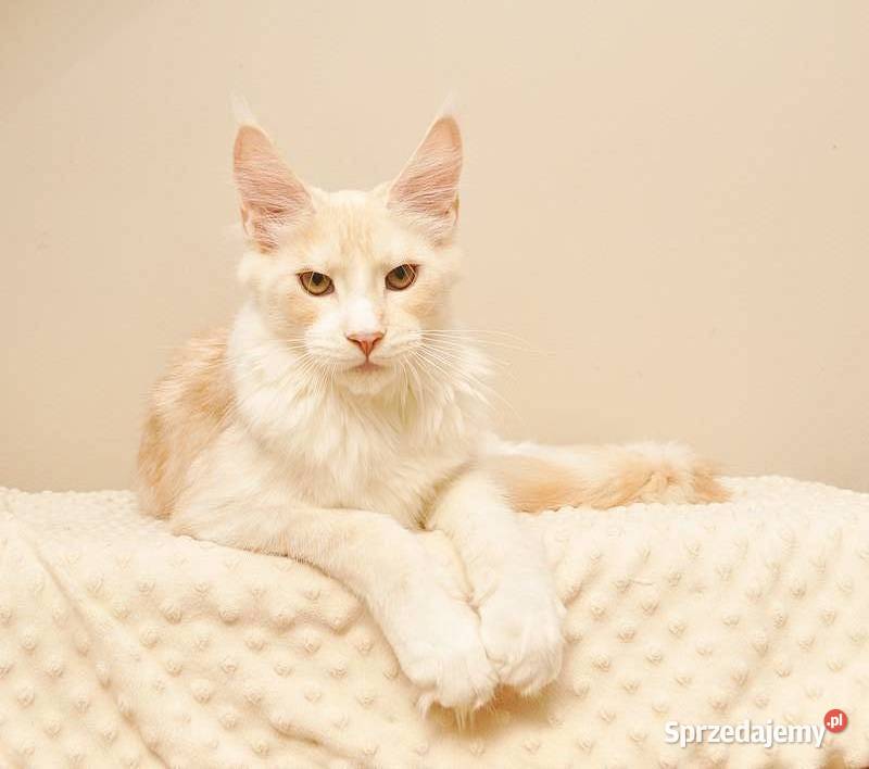Przepiękny kocurek Maine Coon GOTOWY DO ODBIORU
