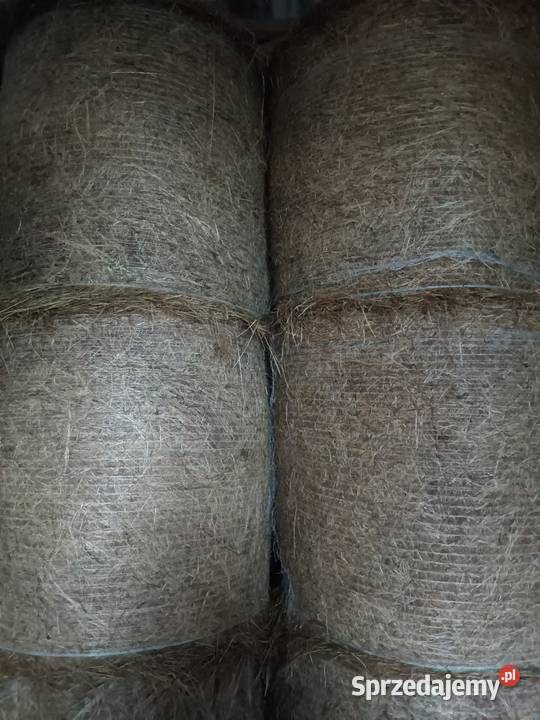 Siano suche i pogodne Radzyń Podlaski