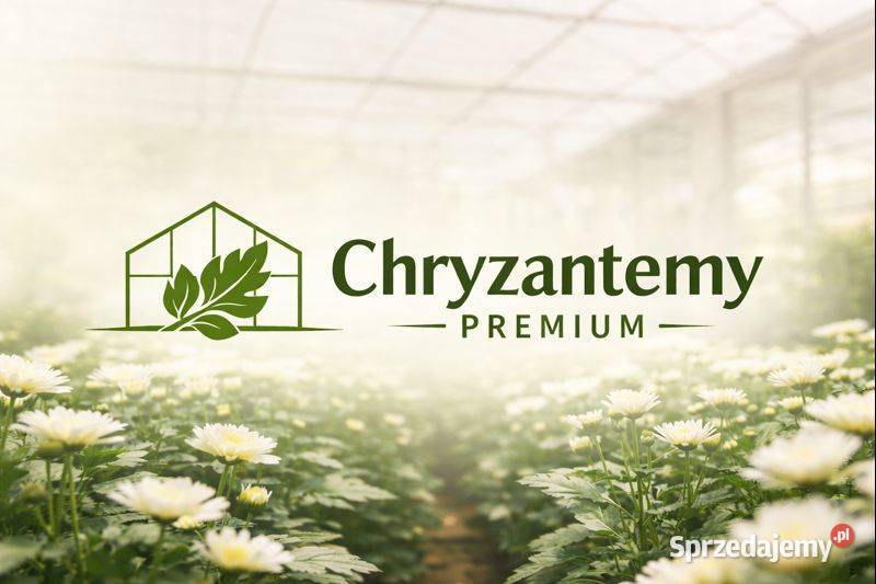 Chryzantema doniczkowa PRODUCENT hurt CZSK Kraków