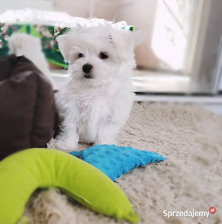 Maltańczyk piesek filigramowy udokumentowane śląskie Racibórz sprzedam