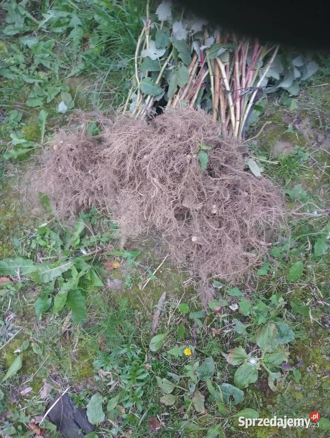 Maliny przychyba lubelskie Chrzanów