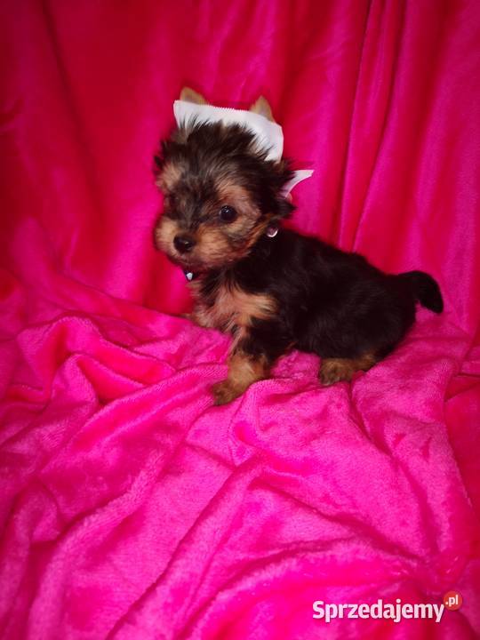Kolorowe Yoreczki Yorkshire Terrier samce Gdańsk sprzedam