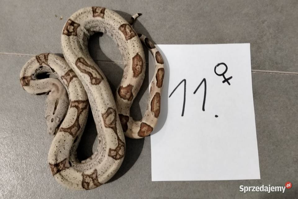 Boa cesarskie samice hypo cb26 śląskie Połomia