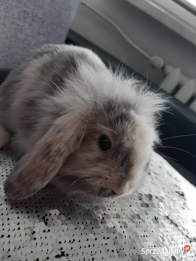 Królik mini lop karzełek długowłosy Katowice