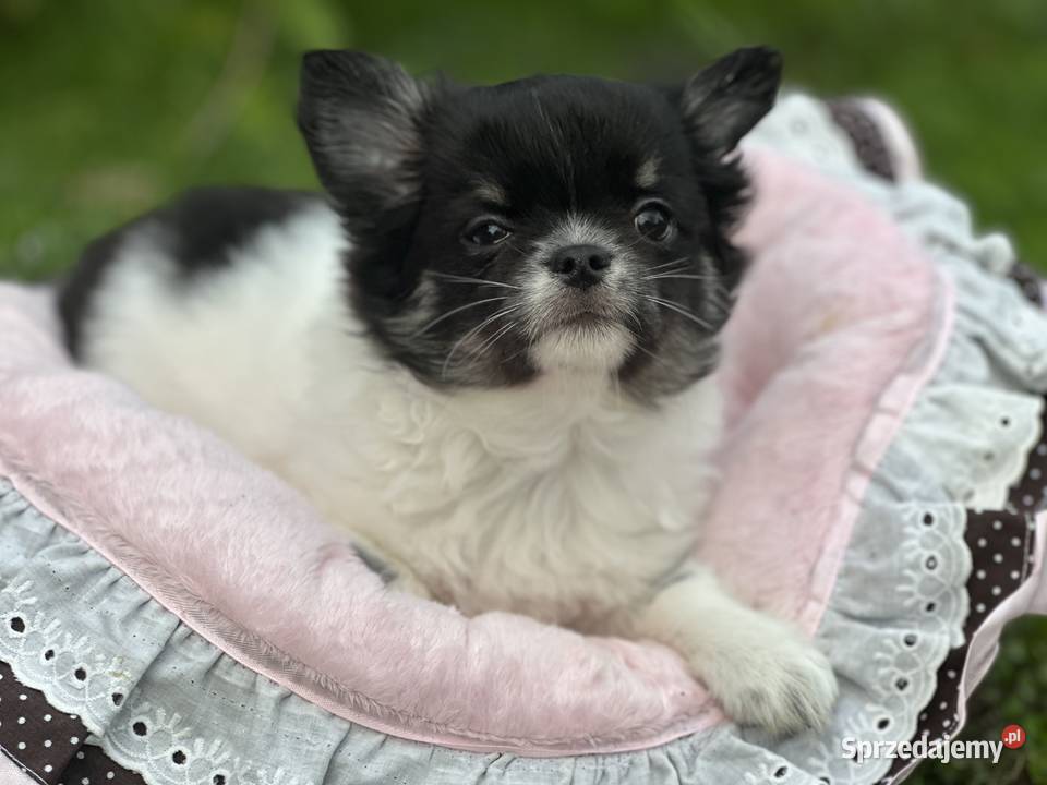 Chihushua długowłosy dolnośląskie Jawor