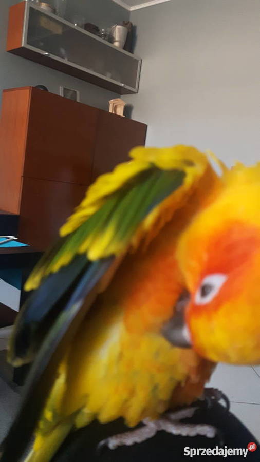 Papuga Konura słoneczna Tychy