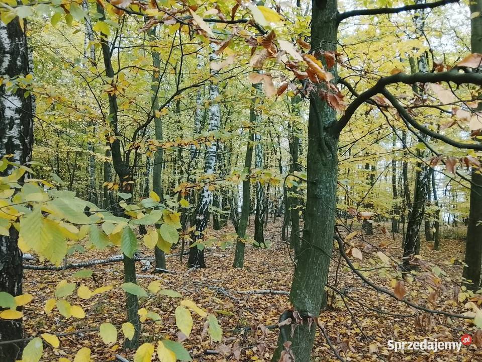 Drzewo na pniu Tomaszów Lubelski sprzedam