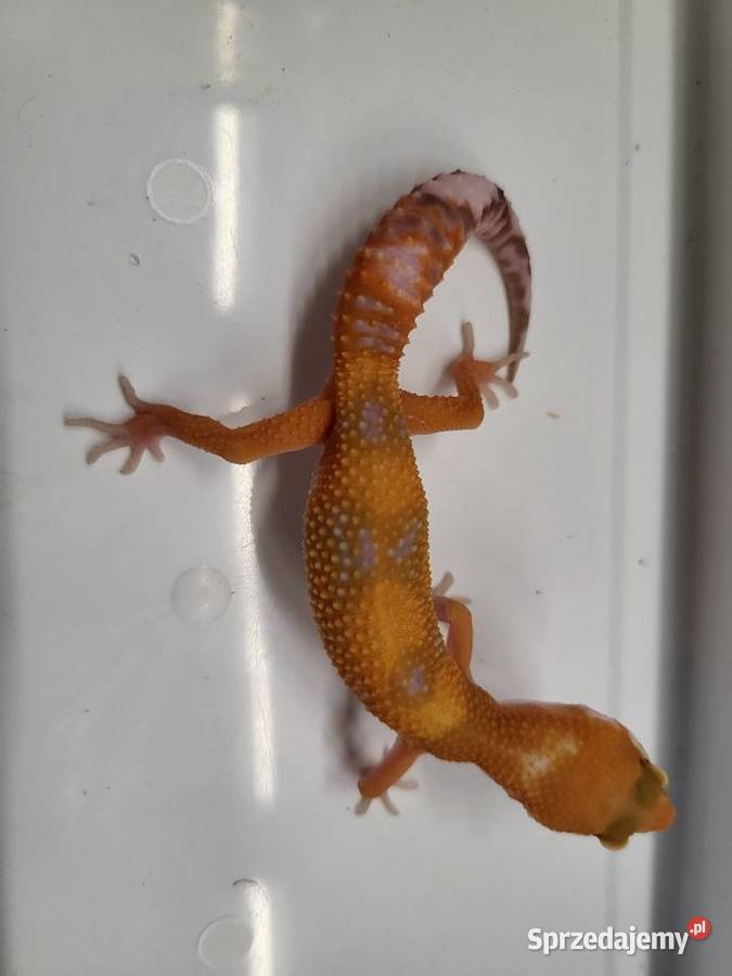 Gekon Lamparci różne Sklep Zoologiczny Gady i płazy sprzedam