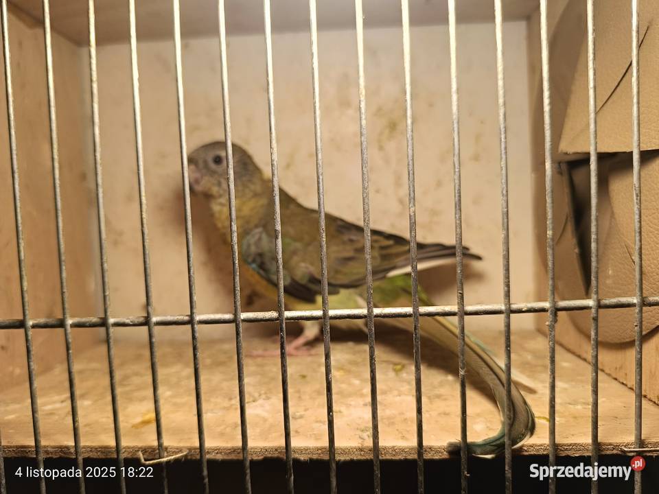 Dorosłe pary świergotek Rybnik