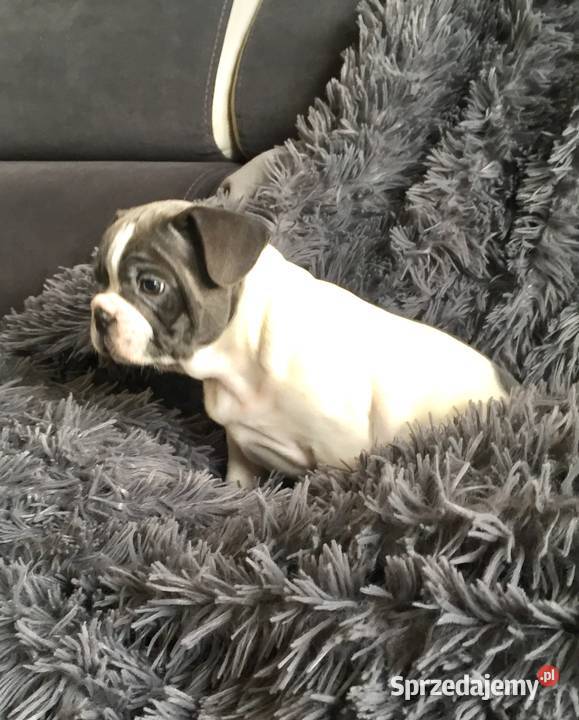 Buldog francuski szczeniak do odbioru Przeciszów